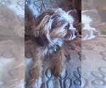 Small #4 Mutt