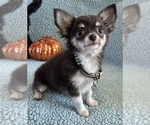 AKC Hurrah - Male Chihuahua Puppy for Sale - Photo #4