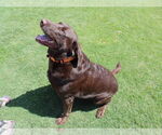 Small #2 Labrador Retriever