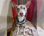 Small Rat Terrier