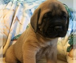 Small Photo #4 Mastiff Puppy For Sale in STUARTS DRAFT, VA, USA