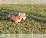 Small #5 Pembroke Welsh Corgi