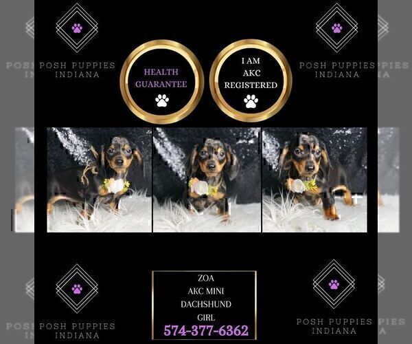 Medium Photo #4 Dachshund Puppy For Sale in WARSAW, IN, USA