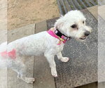 Small #2 Poodle (Miniature) Mix