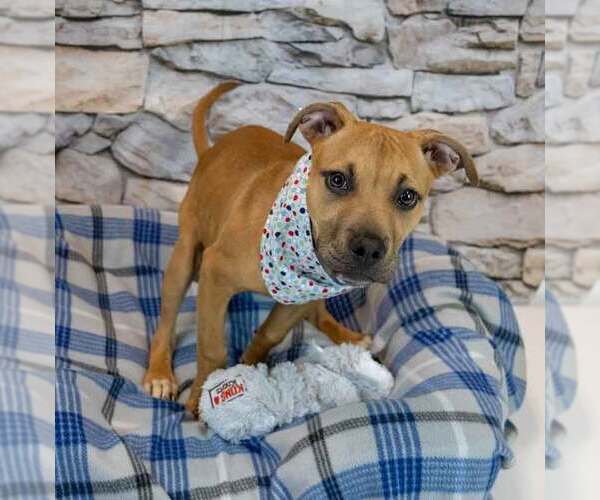 Medium Photo #3 Boxador Puppy For Sale in Kennesaw, GA, USA