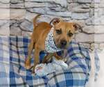 Small #2 Boxador