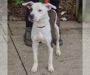 Tib - Female American Staffordshire Terrier-Boxer Mix Dog for Adoption - Photo #4