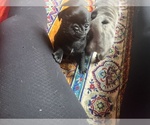Small Photo #50 Pug Puppy For Sale in BLOOMINGTON, IL, USA