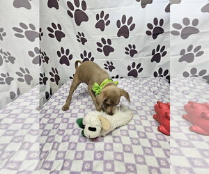 Rumba - Female Rat Terrier-Unknown Mix Dog for Adoption - Photo #2