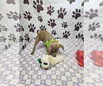 Small #1 Rat Terrier Mix