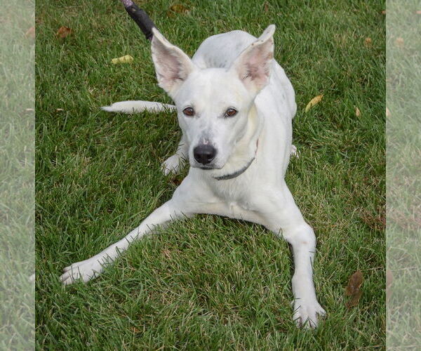 Medium Photo #4 Boxer-Unknown Mix Puppy For Sale in Huntley, IL, USA