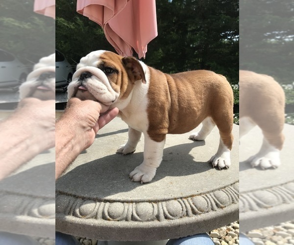 Full screen Photo #3 Bulldog Puppy For Sale in MINOOKA, IL, USA