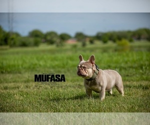 Father of the French Bulldog puppies born on 08/14/2023