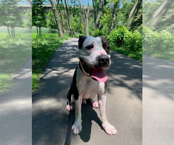 Medium Photo #4 Mutt Puppy For Sale in Elmsford, NY, USA