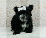 Small Photo #2 Morkie Puppy For Sale in WARSAW, IN, USA