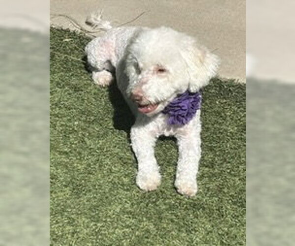 Medium Photo #7 Poodle (Miniature)-Unknown Mix Puppy For Sale in Corona, CA, USA