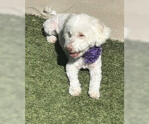 Maggie - Female Poodle (Miniature)-Unknown Mix Dog for Adoption - Photo #7