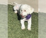 Small Photo #7 Poodle (Miniature)-Unknown Mix Puppy For Sale in Corona, CA, USA