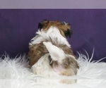 Small Photo #21 Shih Tzu Puppy For Sale in WARSAW, IN, USA