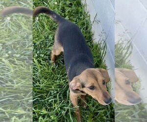 Beagle-Unknown Mix Dogs for adoption in Sistersville, WV, USA