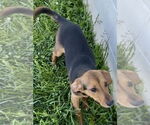 Small Beagle Mix