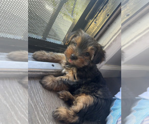 YorkiePoo-Yorkshire Terrier Mix Puppy for sale in MAYWOOD, CA, USA