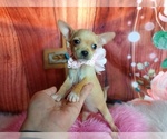 Small Photo #3 Chihuahua Puppy For Sale in CARTHAGE, TX, USA