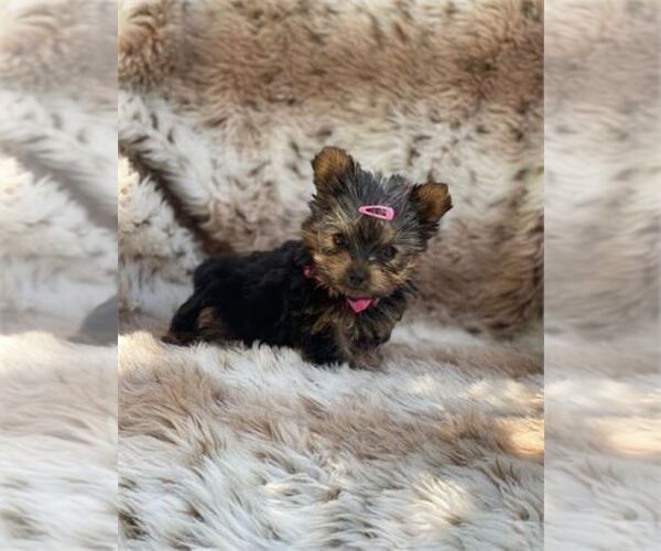 Medium Photo #9 Yorkshire Terrier Puppy For Sale in WINTER PARK, FL, USA