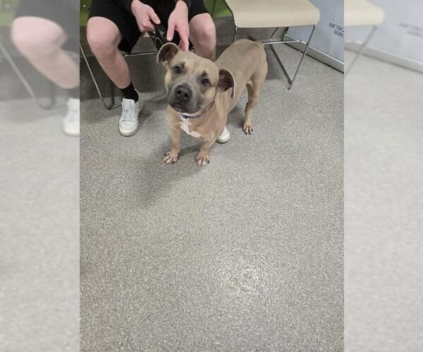 Medium Photo #1 Mutt Puppy For Sale in Louisville, KY, USA