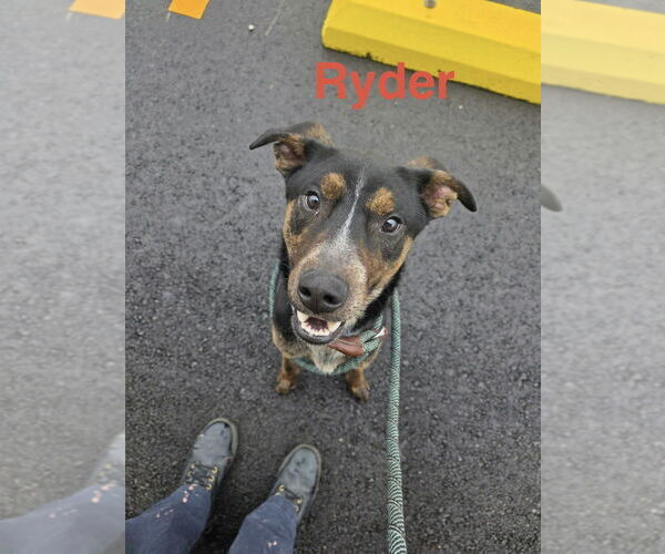 Medium Photo #3 Mutt Puppy For Sale in Foristell, MO, USA