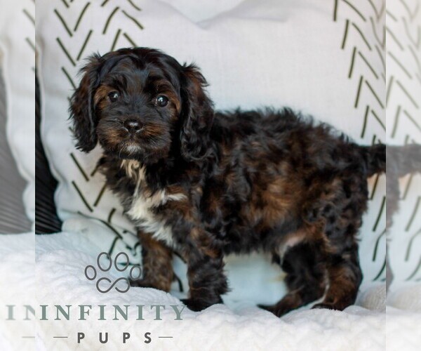 Medium Photo #2 Cavapoo (Miniature) Puppy For Sale in ELIZABETHTOWN, PA, USA
