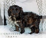 Small #1 Cavapoo (Miniature)