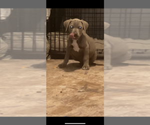 American Bully Mikelands -Unknown Mix Puppy for sale in HILTON HEAD, SC, USA