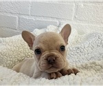 Puppy Puppy 3 French Bulldog