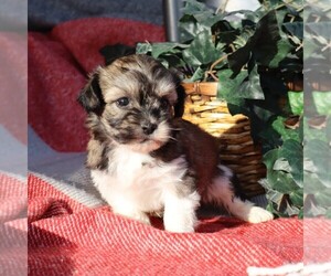 Zuchon Puppy for sale in THORP, WI, USA