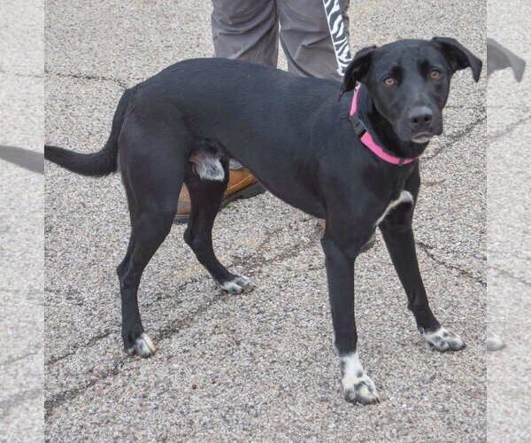 Medium Photo #2 Border Collie-Unknown Mix Puppy For Sale in Huntley, IL, USA
