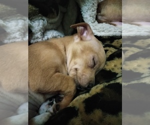 Chihuahua Puppy for sale in HICKORY, NC, USA