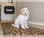 Small #4 Poovanese
