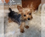 Small Photo #5 Yoranian Puppy For Sale in HUDDLESTON, VA, USA