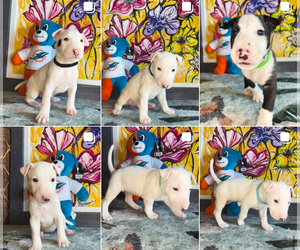 Bull Terrier Puppy for sale in PEMBROKE PINES, FL, USA