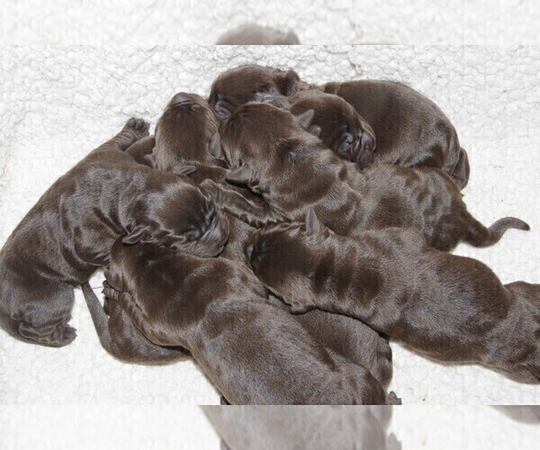 Medium Photo #5 Labrador Retriever Puppy For Sale in FORT COLLINS, CO, USA