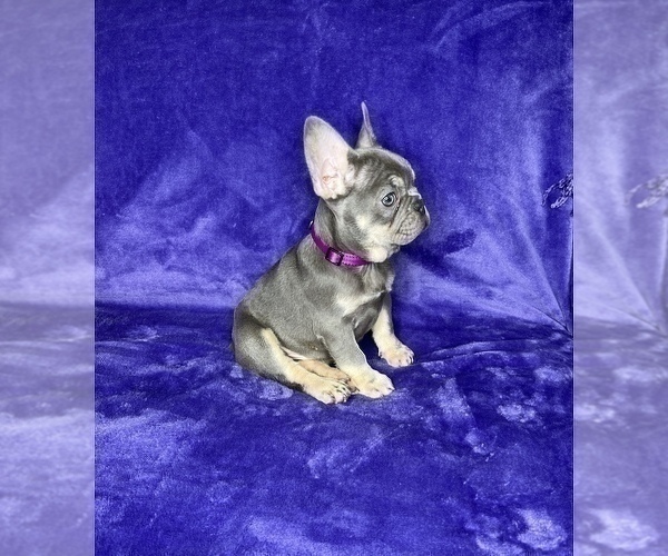 Medium Photo #16 French Bulldog Puppy For Sale in KENNESAW, GA, USA