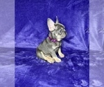 Small Photo #16 French Bulldog Puppy For Sale in KENNESAW, GA, USA