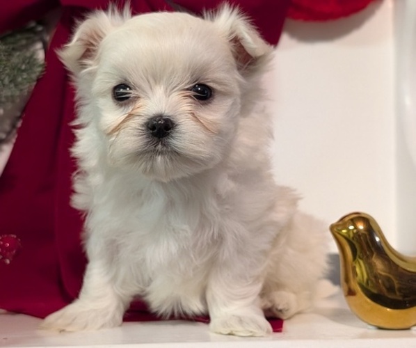 Medium Photo #41 Maltese Puppy For Sale in GOSHEN, IN, USA