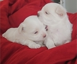 Small #5 Maltese