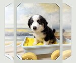 Puppy Puppy 2 Miniature Australian Shepherd