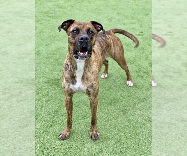 Medium Photo #9 Boxer-Unknown Mix Puppy For Sale in Austin, TX, USA