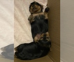 Small Photo #9 Yorkshire Terrier Puppy For Sale in FONTANA, CA, USA