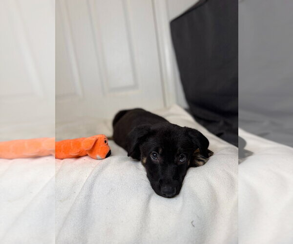 Medium Photo #2 German Shepherd Dog Puppy For Sale in Minneapolis, MN, USA