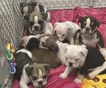 Image preview for Ad Listing. Nickname: Litter of 7